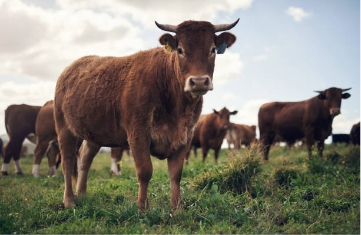 cattle in field